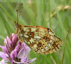 Small Pearl-bordered Fritillary - Sam Ellis